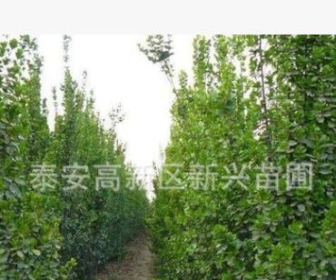 東基地供應北海道黃楊 北海道小苗 大葉黃楊 冬青球等綠化苗木