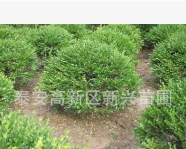 優質冬青苗出售 冬青球大量批發 經營各種綠化苗木