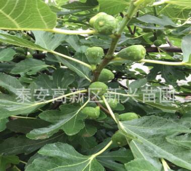 無花果苗批發 布蘭瑞克無花果苗 直銷 大青皮無花果樹苗