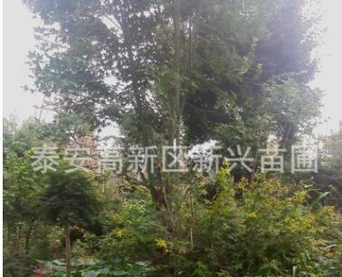 五角楓苗木出售基地直銷 各種綠化苗木工程苗木批發