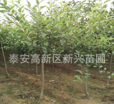 苗圃直銷紅嘎啦蘋果樹 紅富士蘋果樹 規格齊全 量大從優