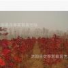 供應(yīng)紅楓 紫藤 觀賞竹 木瓜 海棠等綠化苗木 規(guī)格齊全