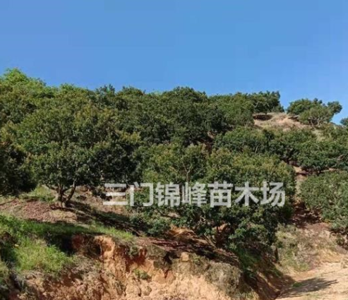 浙江臺州三門楊梅供應(yīng) 楊梅報價 楊梅價格 楊梅樹報價