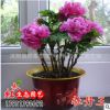牡丹花苗 菏澤大苗 洛陽紅 室內(nèi)盆栽 四季花卉植物 庭院陽臺綠植