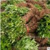 基地批發(fā)連翹小苗 灌木多生 黃老虎苗 綠化苗木 種植苗開花植物