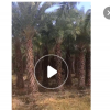 福建百畝基地粗壯銀海棗桿高1-7米低價處理，鱗片結實，成活率高