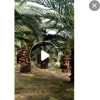 加拿利海棗樹假植桿高1-3米，桿粗葉旺，高端大氣，一手貨源直銷