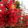 紅梅