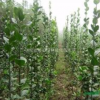 大量批發(fā)北方耐寒植物北海道黃楊學(xué)名冬青衛(wèi)矛也稱(chēng)大葉黃楊籬笆苗