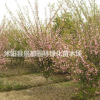 供應觀花綠化苗木垂絲海棠小苗 垂絲海棠多種規格