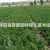 供應地柏 爬地柏 鋪地柏 等綠化苗木