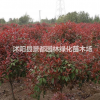 供應彩色綠化苗木紅葉石楠小苗 紅葉石楠球 紅葉石楠柱子