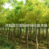 耐寒綠化苗木黃金槐 金葉國槐 金枝國槐 嫁接黃槐適合北方