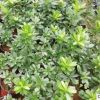 瑞香花 金邊瑞香批發(fā) 千里香 精品瑞香