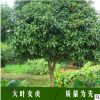 批發大葉女貞苗 高桿女貞小苗 工程綠化樹木 大葉女貞苗 四季常青