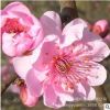 美人梅樹(shù)苗綠化花木行道點(diǎn)綴氣味芳香室內(nèi)盆栽規(guī)格齊全美人梅直銷