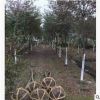 紅櫸樹(shù)苗批發(fā)耐寒耐紅櫸小苗苗圃直銷工程綠化苗木行道樹(shù)量大價(jià)優(yōu)