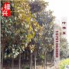 批發(fā)廣玉蘭樹(shù) 行道綠化紅花玉蘭樹(shù)苗 精品廣玉蘭基地直銷價(jià)格優(yōu)惠