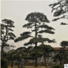 基地長期供應造型松 土壤適應力好枝干粗造型優美 造型松樹