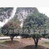 湖南茶花球基地 直批蓬徑1.8米-2米的景觀茶花球 精品茶花球批發(fā)
