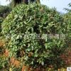直銷冠幅1.2米桂花球 湖南四季桂球 月月桂球自產(chǎn)自銷