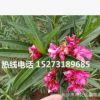 夾竹桃樹_價格低_50-120公分高優(yōu)質(zhì)苗木批發(fā)