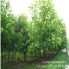 法桐樹苗綠化苗木行道點綴四季常青庭院觀賞美化環(huán)境凈化空氣法桐