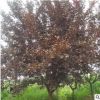 紫葉李樹苗速生紅葉李樹苗綠化工程精品特價綠化苗木當(dāng)年開花
