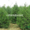 白皮松價格