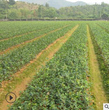直銷一年生高產優質嫁接贛無2號油茶小樹苗 油茶裸苗 油茶苗基地