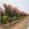 綠化苗木百日紅火球紅花紫薇紫薇花樹(shù)精品特價(jià)庭院別墅美化根系壯