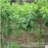 丁香花樹(shù)苗盆栽植物花卉 庭院四季綠植室內(nèi)觀花紫丁香花盆栽