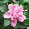 粉色木槿花樹(shù)苗重瓣當(dāng)年開(kāi)花木槿苗庭院陽(yáng)臺(tái)喜蔭居家裝飾盆栽