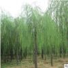 直銷垂柳小苗旱柳枝條垂楊柳樹(shù)苗竹柳樹(shù)苗黃金柳金絲垂柳精品特價(jià)