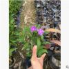 鴛鴦雙色茉莉 白茉莉花室內(nèi)花卉盆栽植物茉莉 園林生態(tài)苗木批發(fā)