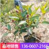 基地批發(fā) 小區(qū)庭院綠化苗木野牡丹 室外盆栽花卉巴西野牡丹