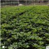 鴨腳木苗 觀葉綠植鵝掌柴 招財樹 辦公室內(nèi)客廳花卉盆栽