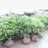 紅豆杉盆景苗基地直銷農(nóng)戶價供應(yīng)