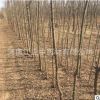 基地批發(fā)皂角樹 大刺皂角樹 易成活皂角樹 綠化苗木
