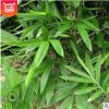 產(chǎn)地貨源精品毛竹 庭院綠籬綠化竹子苗 高2米楠竹現(xiàn)貨品種齊全