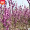 精品叢生紫荊苗 庭院觀(guān)賞綠化紫荊花苗 花卉紫荊樹(shù)苗滿(mǎn)條紅盆栽