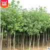 工程綠化苗木 樸樹(shù)小苗 園林綠化苗木 樸樹(shù) 規(guī)格齊全