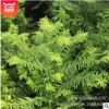 紅豆杉樹(shù)苗批發(fā)綠化花木行道點(diǎn)綴庭院觀(guān)賞規(guī)格齊全紅豆杉苗 盆栽