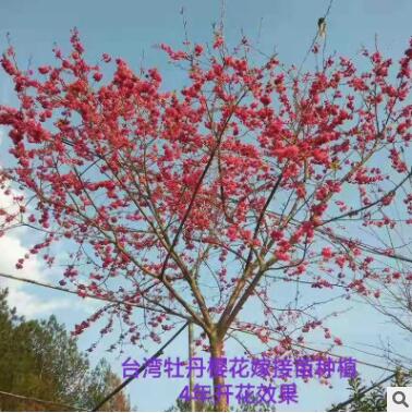 臺灣牡丹櫻花