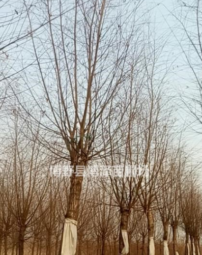 河北地區(qū)長期供應(yīng)嫁接垂柳