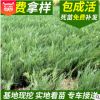供應批發(fā)沙地柏 沙地柏 綠化工程基地防風固沙