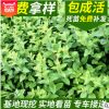 忍冬苗圃供應忍冬苗 從生忍冬 耐寒忍冬各種色塊用苗量大優(yōu)