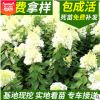 基地供應木繡球灌木類綠化木繡球 自產(chǎn)自銷大苗園林綠化苗木繡球