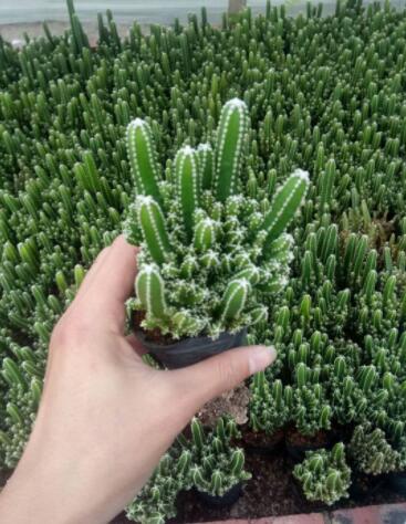 多肉植物 超大萬重山 根賊多 辦公盆栽綠植