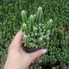 多肉植物 超大萬重山 根賊多 辦公盆栽綠植